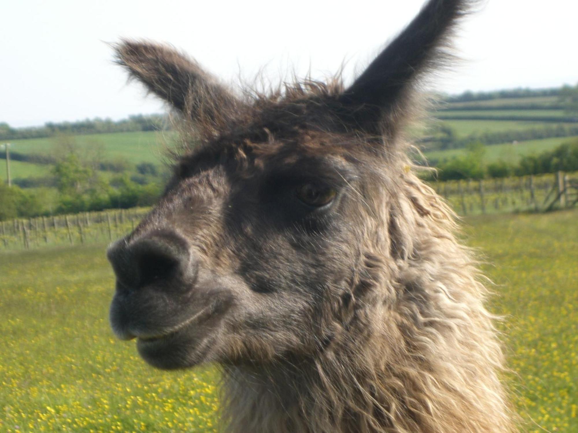 ホテル Glyndwr Vineyard コウブリッジ エクステリア 写真