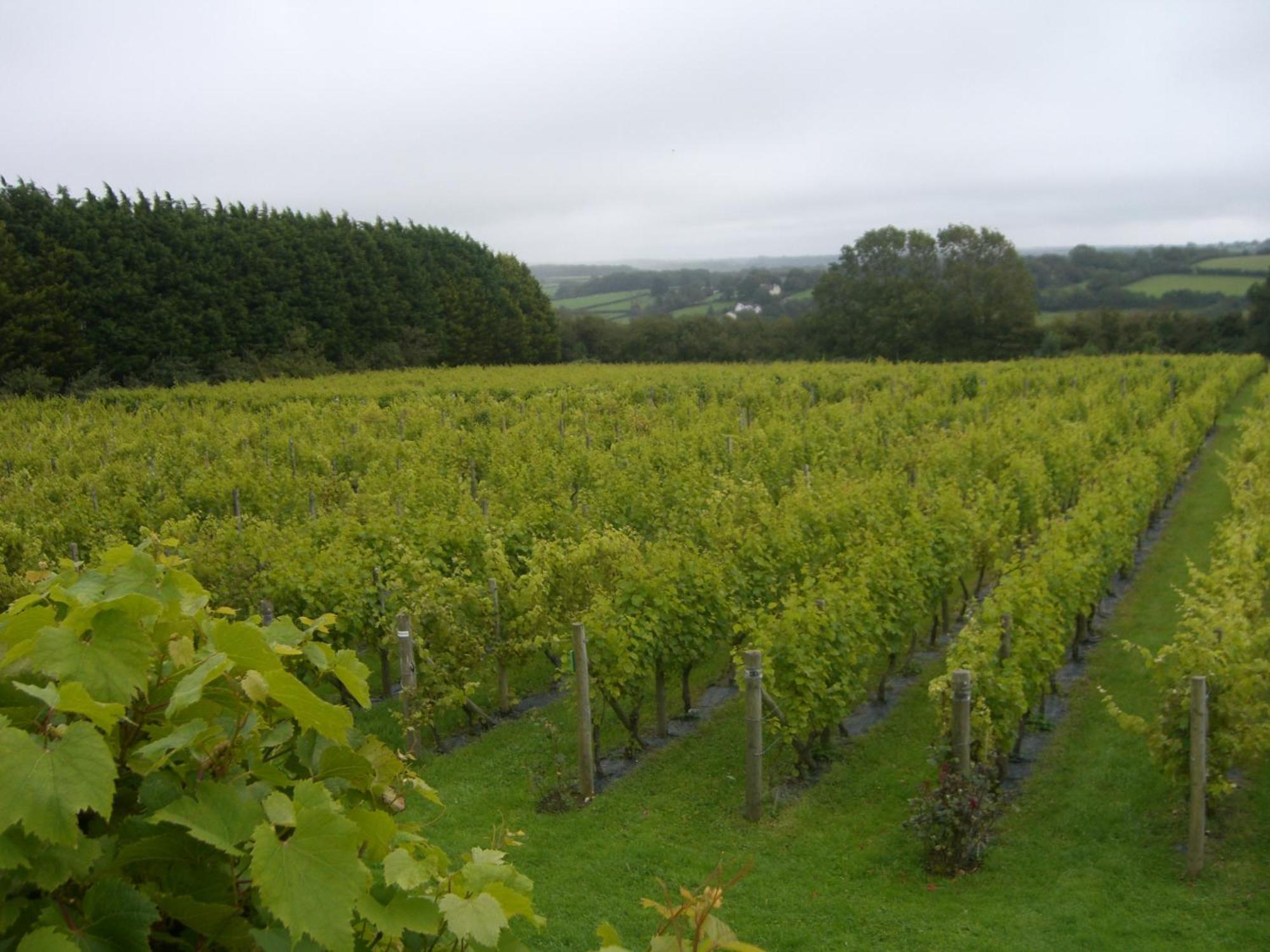 ホテル Glyndwr Vineyard コウブリッジ エクステリア 写真