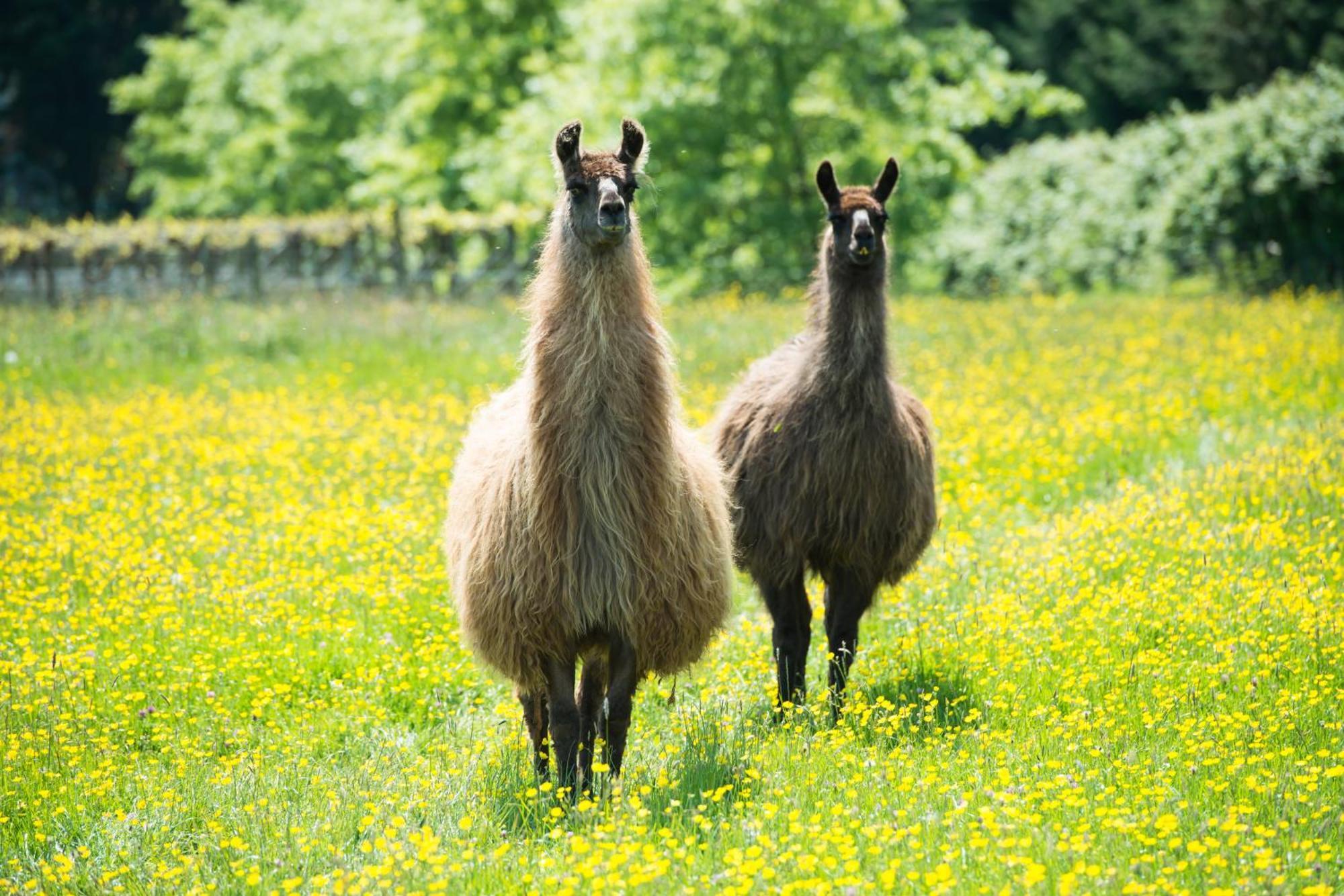ホテル Glyndwr Vineyard コウブリッジ エクステリア 写真